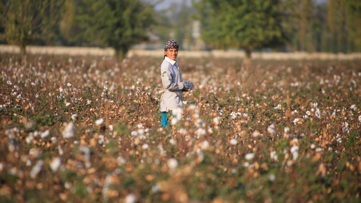 A Uzbekistan's cotton grower looks on as she works in a cotton plantations outside Tashkent, on October 24, 2019. A small revolution is taking shape in Uzbekistan: the State wants to eradicate forced labour in its cotton industry, after having, for decades, forced hundreds of thousands of Uzbeks to work during the harvest. Yuriy KORSUNTSEV / AFP