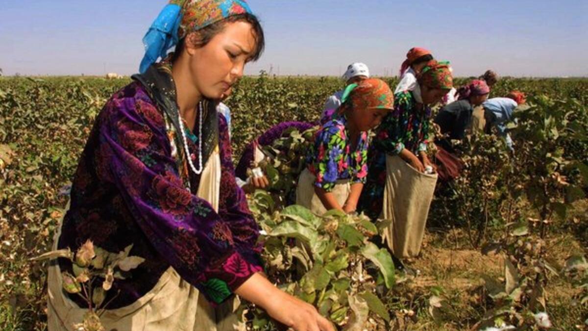 Uzbekistan's cotton growers walk in a cotton plantations outside Tashkent (Twitter)