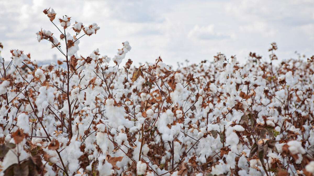 The cotton field under a blue cloudy sky (Shutterstock)