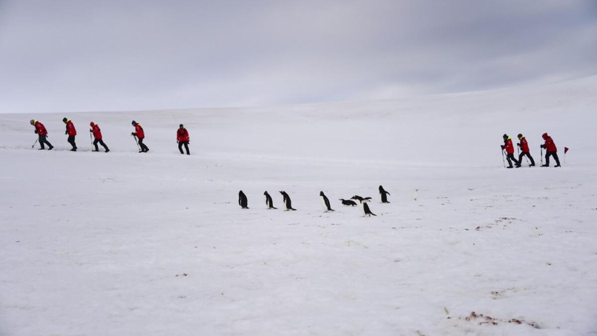 Tourists and Barbijo penguins (Pygoscelis antarcticus) are seen on Half Moon island, Antarctica on November 09, 2019. Johan ORDONEZ / AFP