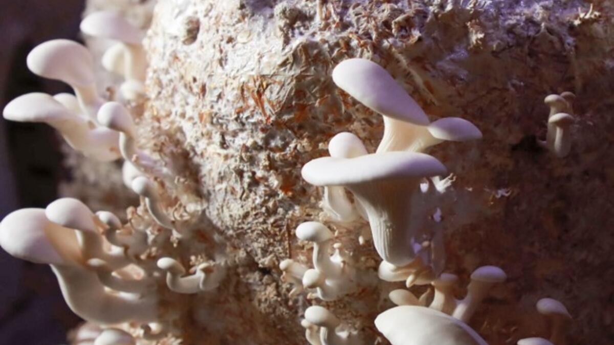 Mushrooms are pictured in a dark room at a camp in a town called Haarem in the northwestern province of Idlib on November 29, 2019. Aaref WATAD / AFP