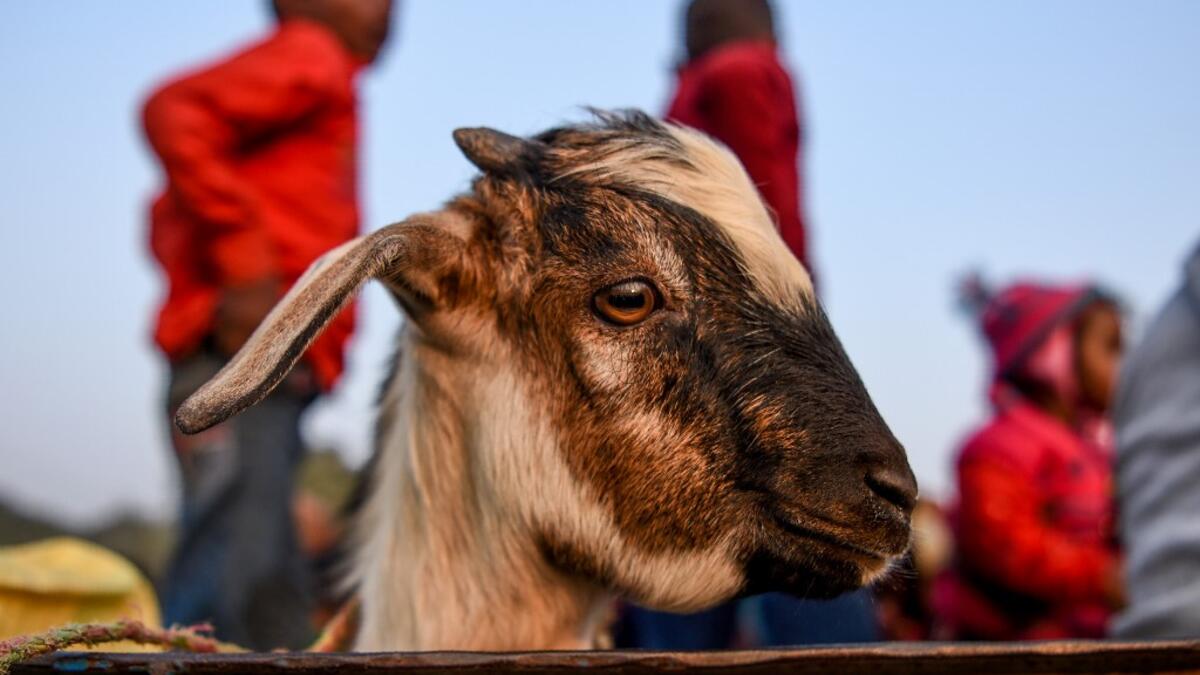A goat travels in a vehicle ahead of Gadhimai Festival in Baryarpur, 160 kms south of the Kathmandu, on December 2, 2019. Thousands of Hindu worshippers are flocking to a village in southern Nepal on December 2, defying court orders and calls by animal activists, in preparation for the world's biggest animal sacrifice. PRAKASH MATHEMA / AFP