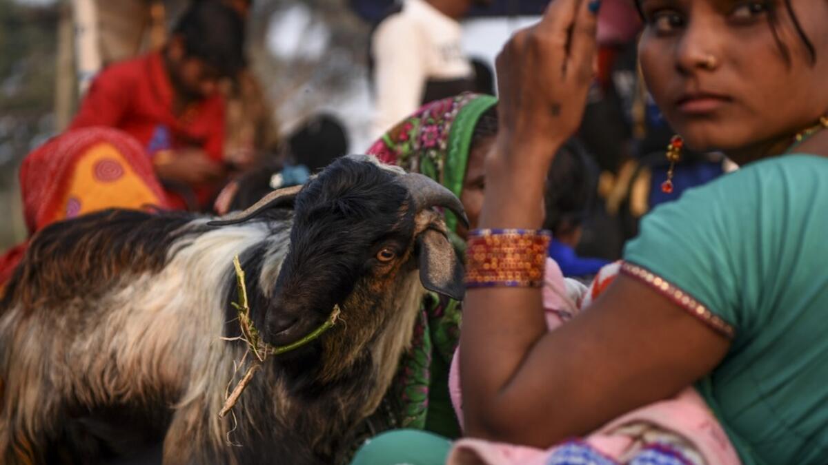 Hindu devotees travel with a goat in a vehicle ahead of Gadhimai Festival in Baryarpur, 160 kms south of the Kathmandu, on December 2, 2019. Thousands of Hindu worshippers are flocking to a village in southern Nepal on December 2, defying court orders and calls by animal activists, in preparation for the world's biggest animal sacrifice. PRAKASH MATHEMA / AFP