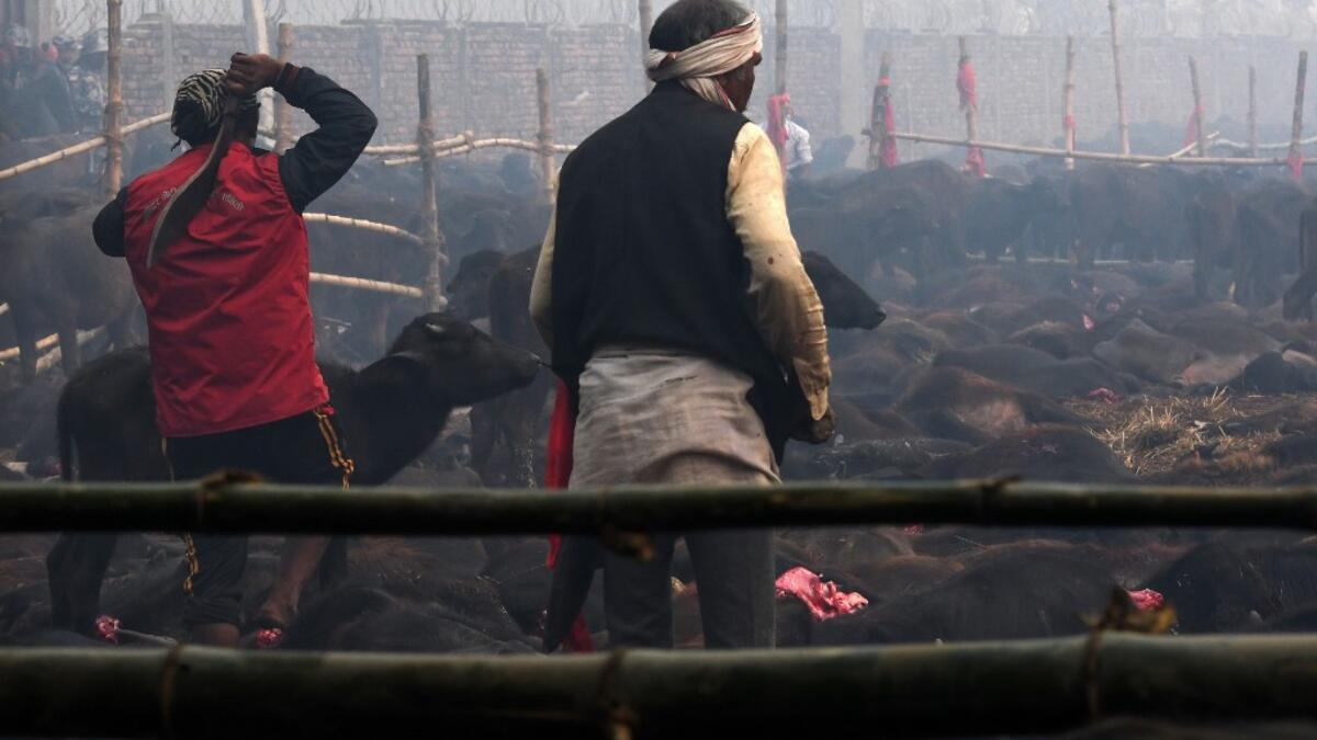 A Hindu devotee slaughters a buffalo as an offering during the Gadhimai Festival in Bariyarpur on December 3, 2019. Thousands of Hindu devotees gathered in southern Nepal for a festival believed to be the world's biggest ritual animal slaughter, despite court orders and calls by animal activists to end the event. The sacrifices take place every five years in Bariyarpur village close to the Indian border, in honour of the Hindu goddess of power. Prakash MATHEMA / AFP