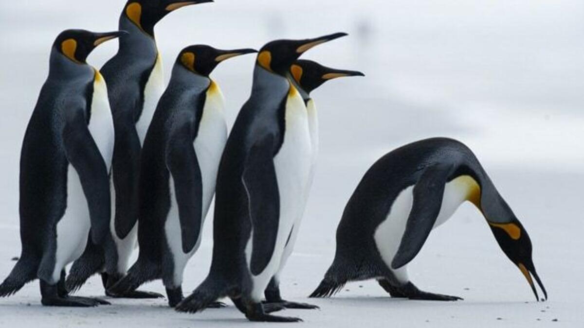 Tourists spend thousands to swim among the Penguins in Antarctica "It's like getting stabbed," a tourist exclaimed, as he plunged into the three-degree celsius water (Twitter)