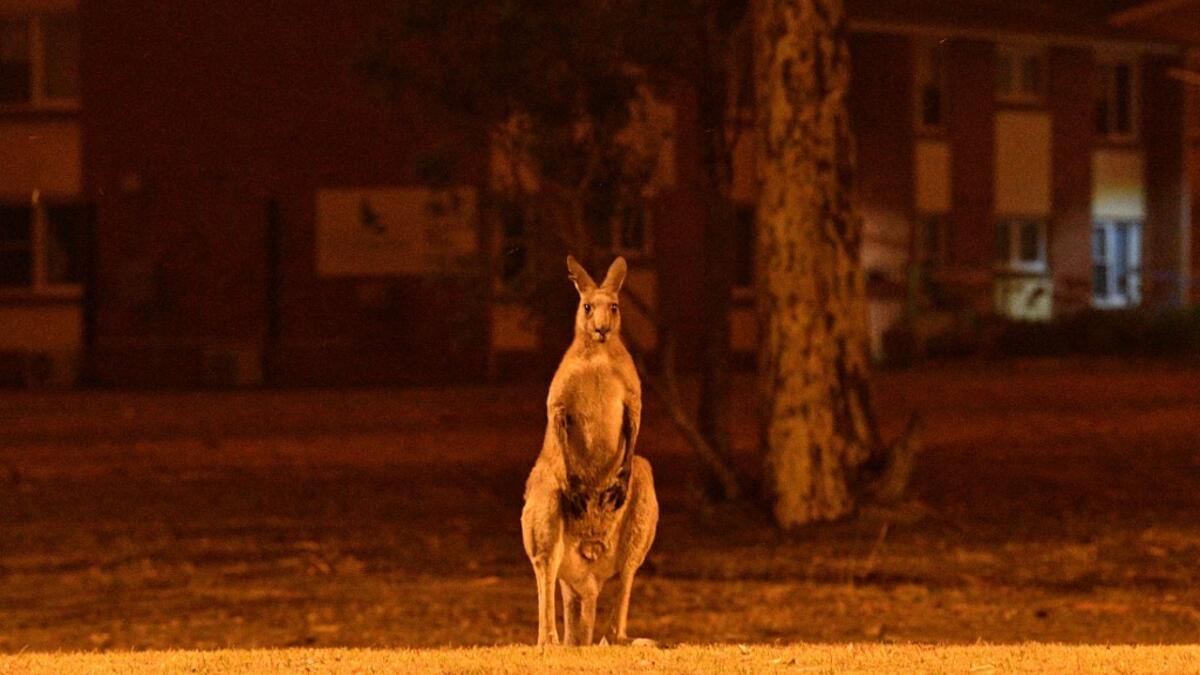 This picture taken on December 31, 2019 shows a kangaroo trying to move away from nearby bushfires at a residential property near the town of Nowra in the Australian state of New South Wales. Fire-ravaged Australia has launched a major operation to reach thousands of people stranded in seaside towns after deadly bushfires ripped through popular tourist areas on New Year's Eve. SAEED KHAN / AFP