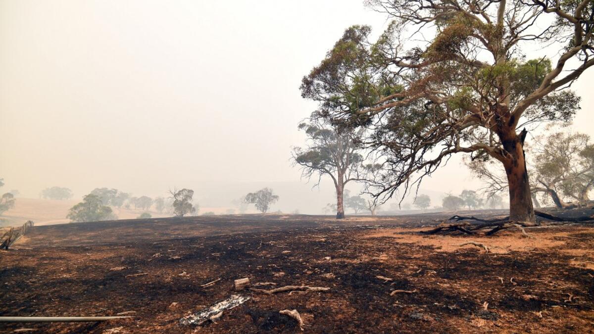 A general view shows a burnt land on a farm after overnight bushfires in Adaminaby, in Australia's New South Wales state on January 5, 2020. Australians on January 5 counted the cost from a day of catastrophic bushfires that caused "extensive damage" across swathes of the country and took the death toll from the long-running crisis to 24. SAEED KHAN / AFP