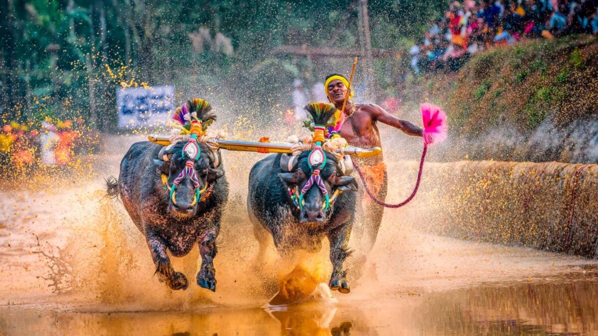 In this photo taken on January 31, 2020, Srinivas Gowda, 28, hailing from the Dakshina Kannada district runs alongside his buffalos during 'Kambala', the traditional buffalo racing event, held at Aikala village in Dakshina Kannada district about 30 kms from Mangalore. Indian sports authorities will hold trials for a buffalo jockey dubbed as "Usain Bolt" on social media for his speed after he set a record in a traditional race, officials said February 15. Rathan Barady / AFP