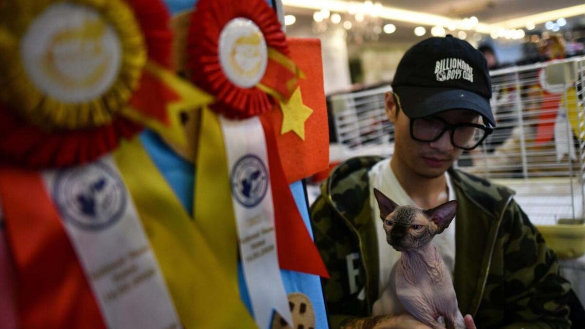 A participant sits with his cat Julian, a sphinx breed during Vietnam's first national cat show in Hanoi on February 16, 2020. Manan VATSYAYANA / AFP