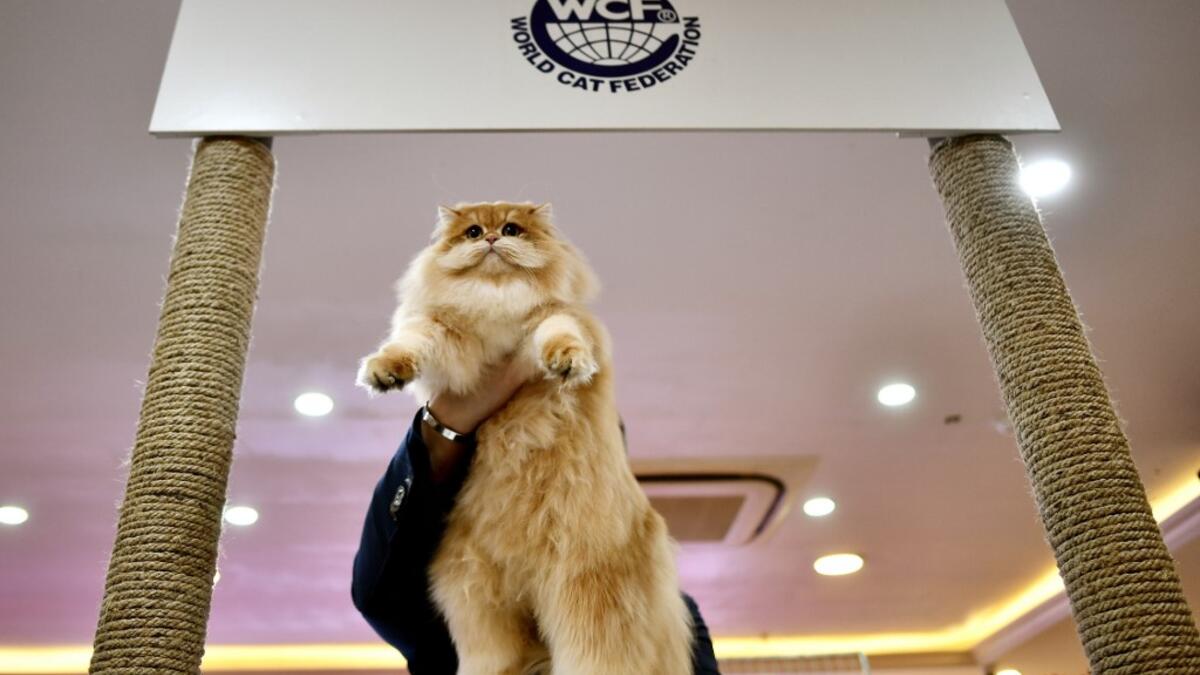A judge holds a cat during Vietnam's first national cat show in Hanoi on February 16, 2020 amid concerns of the COVID-19 coronavirus outbreak. Manan VATSYAYANA / AFP