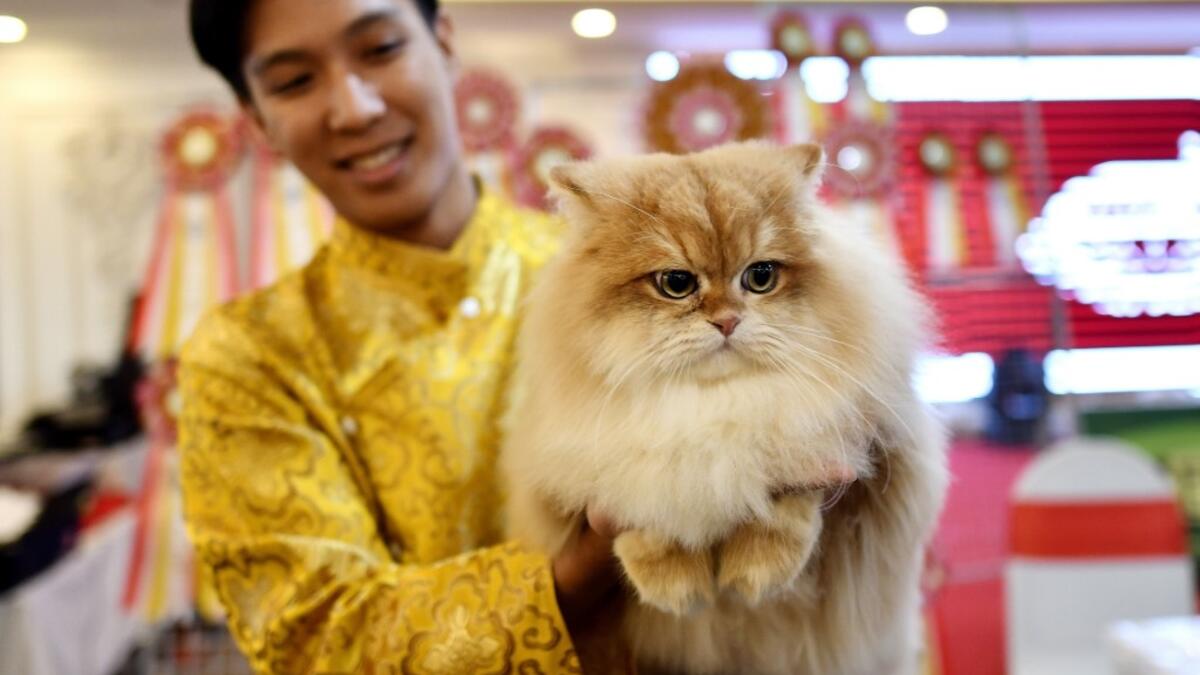 A participant poses with his cat Burny, a British longhair breed during Vietnam's first national cat show in Hanoi on February 16, 2020 amid concerns of the COVID-19 coronavirus outbreak. Manan VATSYAYANA / AFP