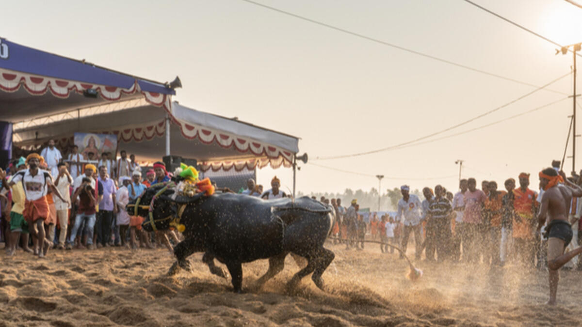 Kambala or Kambla is a rural sport, prominent in districts of Udupi and Mangalore in Karnataka, India. (Shutterstock)