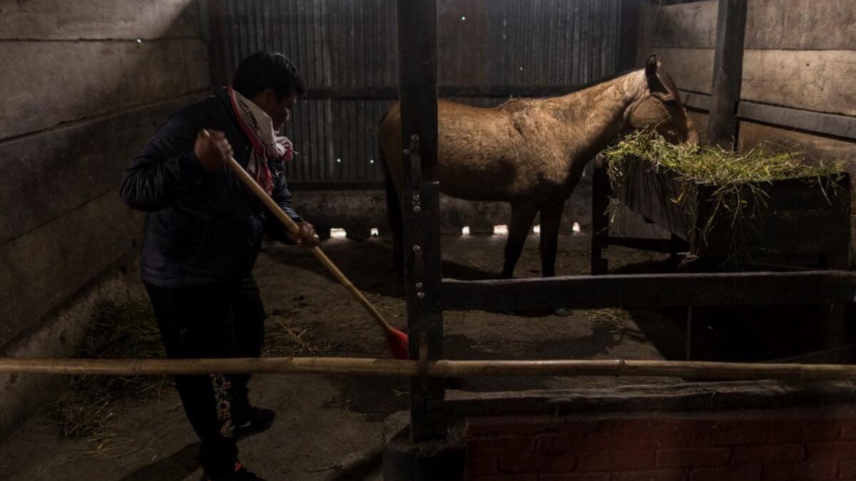 In this photograph taken on January 9, 2020, women's polo team captain Khundongbam Habe cleans a stable at Thangmeiband Polo Ground in Imphal, the capital of the northeastern Indian state of Manipur. Laishram Thadoi's face is a picture of concentration as she adjusts her helmet and prepares to play in Manipur, the remote Indian state regarded as the birthplace of modern polo. Xavier GALIANA / AFP