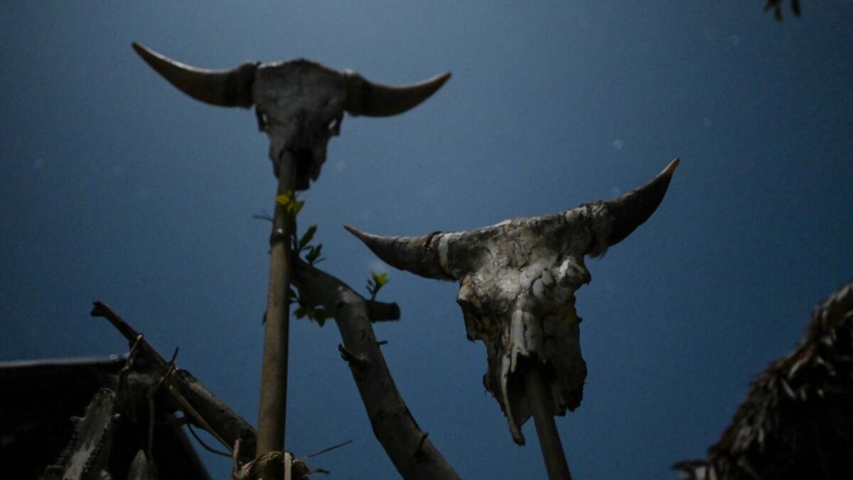 This photo taken on February 5, 2020 shows animal skulls displayed outside a house of a Naga tribesman at a village in Sagaing region of Myanmar, wedged in a semi-autonomous zone near the Indian border. People in the region subscribe to a complex patchwork of customs, intertwining their animist beliefs with warrior traditions that include striking tattoo designs, which can signify tribal identity, life accomplishments or the completion of a rite of passage. Ye Aung THU / AFP