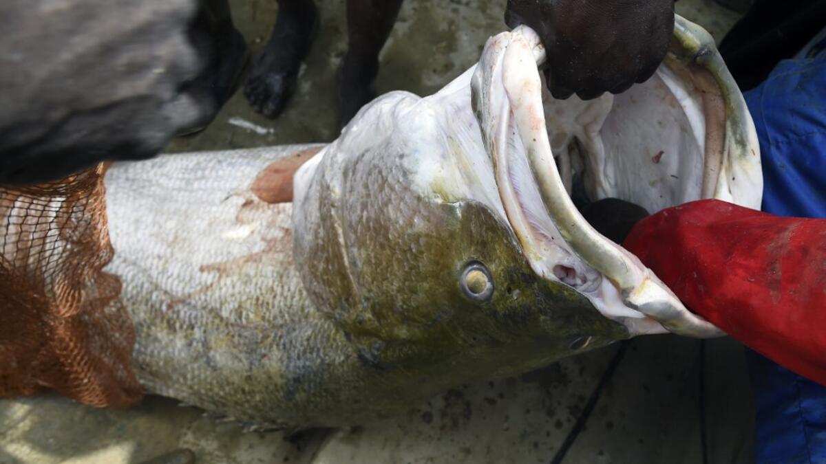 Fishermen tries to pull a fish at the Argungu fishing and cultural festival at Argungu Town, Kebbi State in northwest Nigeria, on March 14, 2020. Argungu fishing and cultural festival is one of the oldest and most widely attended festivals in the country dating back many generations, featuring series of water competitions and traditional games. The festival returned after 10 years suspension due to insecurity in northwest Nigeria. PIUS UTOMI EKPEI / AFP