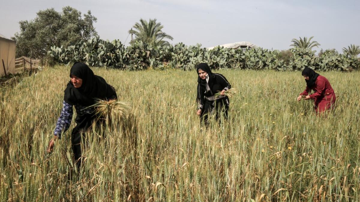 Palestinian women harvest wheat stalks in a field in Khan Yunis in the southern Gaza Strip on April 22, 2020, before being prepared to be used in a soup during the Muslim holy month of Ramadan which begins later in the week. From cancelled iftar (fast breaking) feasts to suspended mosque prayers, Muslims across the Middle East are bracing for a bleak month of Ramadan fasting as the threat of the COVID-19 pandemic lingers. The holy Muslims fasting month of Ramadan is a period for both self-reflection and soc