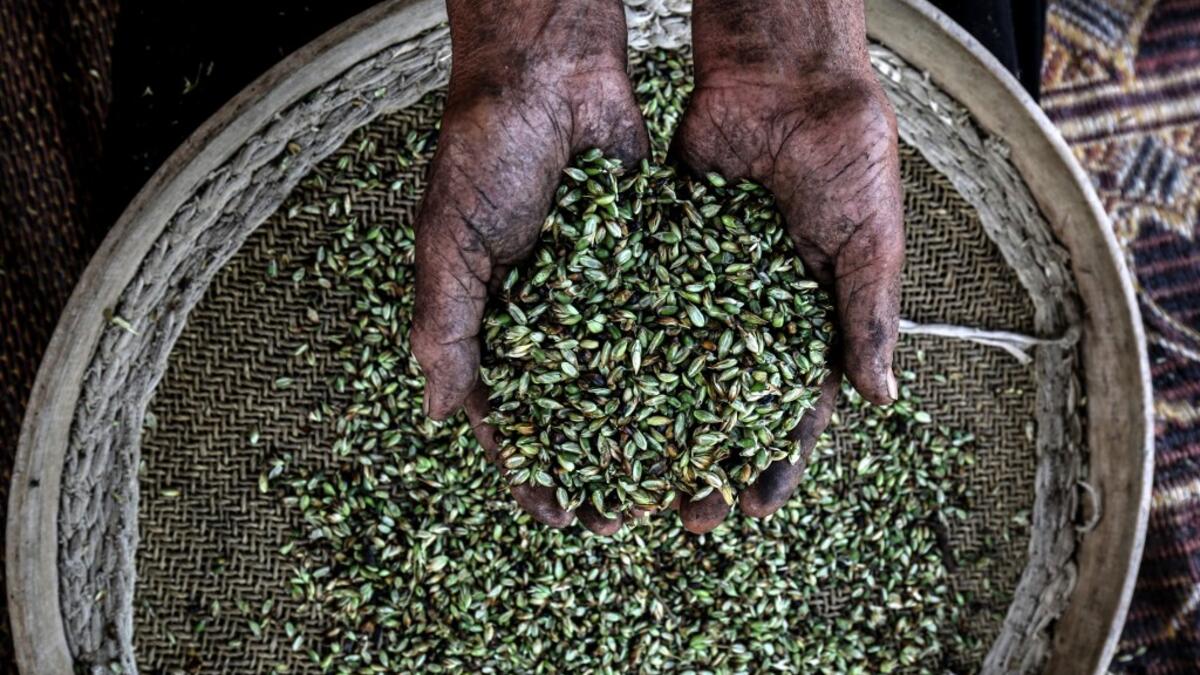 A Palestinian woman sifts lightly roasted wheat, harvested before maturity (freekeh), in Khan Yunis in the southern Gaza Strip on April 22, 2020, before being prepared to be used in a soup during the Muslim holy month of Ramadan which begins later in the week. From cancelled iftar (fast breaking) feasts to suspended mosque prayers, Muslims across the Middle East are bracing for a bleak month of Ramadan fasting as the threat of the COVID-19 pandemic lingers. The holy Muslims fasting month of Ramadan is a per