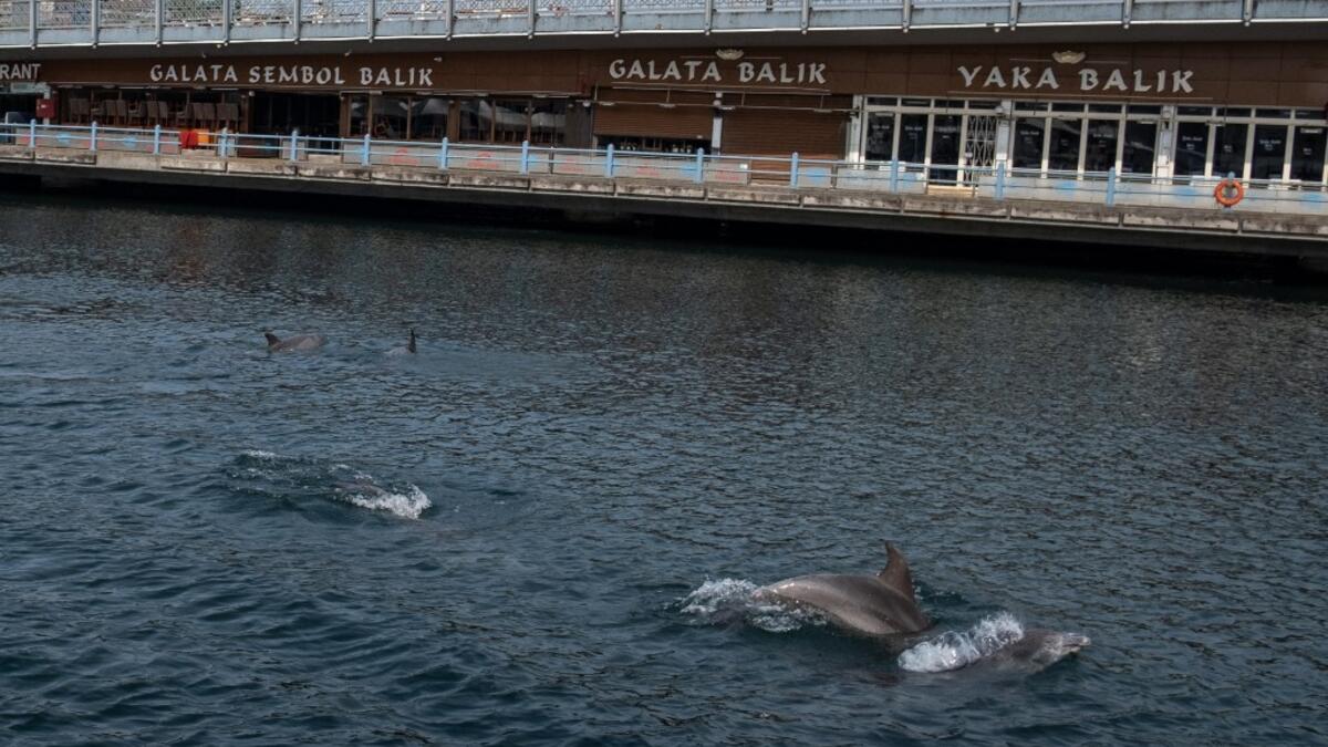 In the waters of the Bosphorus, dolphins are these days swimming near the shoreline in Turkey's largest city Istanbul with lower local maritime traffic and a ban on fishing. . Yasin AKGUL / AFP