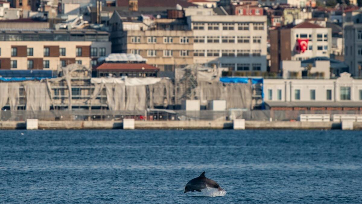 In the waters of the Bosphorus, dolphins are these days swimming near the shoreline in Turkey's largest city Istanbul with lower local maritime traffic and a ban on fishing. . Yasin AKGUL / AFP