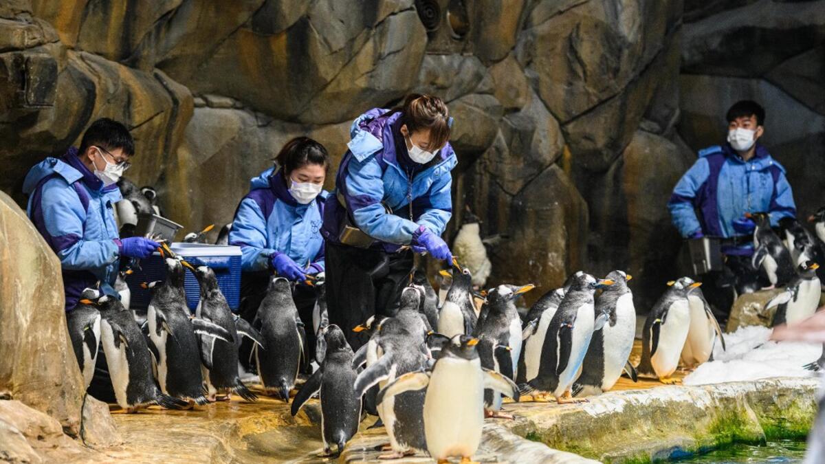 This picture taken on May 4, 2020 shows marine mammal carers feeding penguins in their enclosure at the Ocean Park theme park, which is currently closed due to the COVID-19 novel coronavirus, in Hong Kong. Save for an absence of gawping crowds, life for the penguins of Hong Kong's Ocean Park has been much the same during the coronavirus pandemic -- but their carers have worked long shifts to keep the monochrome troupe healthy. Anthony WALLACE / AFP