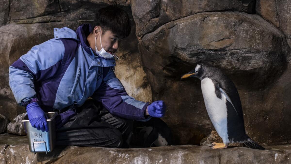 This picture taken on May 4, 2020 shows a member of the staff feeding a gentoo penguin in an enclosure at the Ocean Park theme park, which is currently closed due to the COVID-19 novel coronavirus, in Hong Kong. Save for an absence of gawping crowds, life for the penguins of Hong Kong's Ocean Park has been much the same during the coronavirus pandemic -- but their carers have worked long shifts to keep the monochrome troupe healthy. Richard A. Brooks / AFP