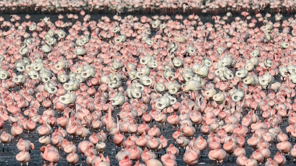 Flocks of flamingos stand in a pond in Navi Mumbai on May 14, 2020. Punit PARANJPE / AFP