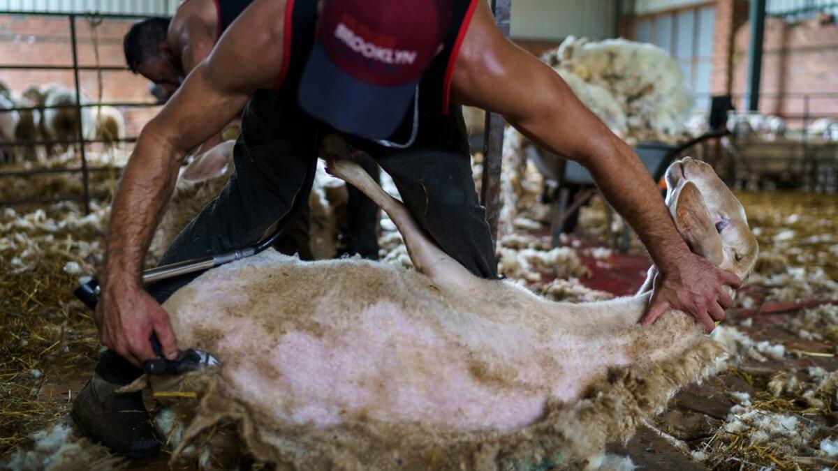 A Uruguayan sheep shearer works at a cattle farm in Villabraz in the province of Leon in northern Spain on May 15, 2020. Some 258 Uruguayan shearers arrived in Spain on a plane from Montevideo this week to participate in a campaign in different parts of Spain. They underwent check-ups for the novel coronavirus before leaving Uruguay and before starting work in Spain where they will stay until July 20. CESAR MANSO / AFP
