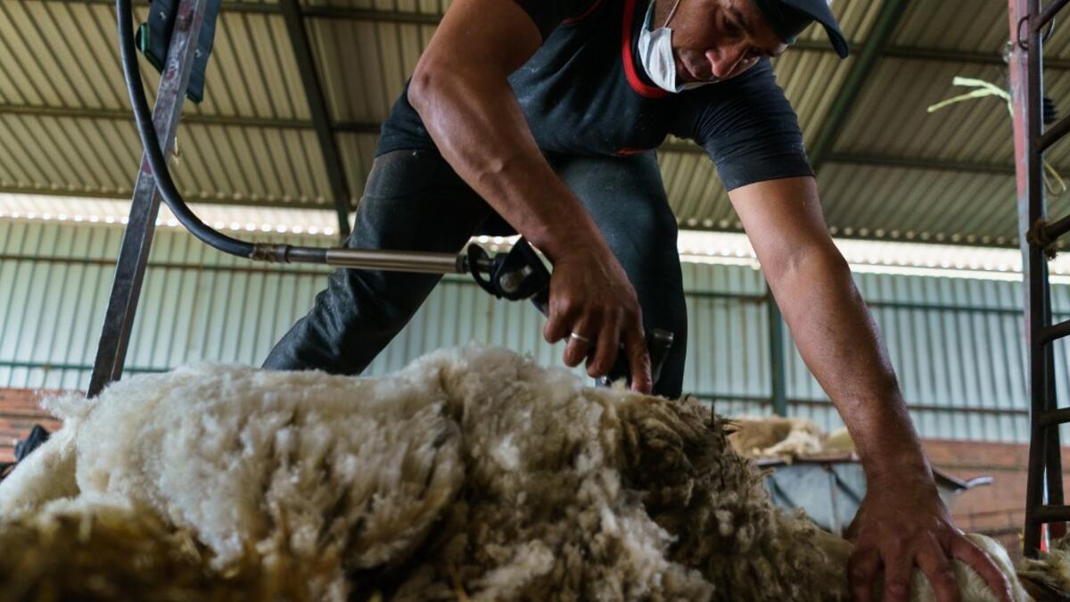 A Uruguayan sheep shearer works at a cattle farm in Villabraz in the province of Leon in northern Spain on May 15, 2020. Some 258 Uruguayan shearers arrived in Spain on a plane from Montevideo this week to participate in a campaign in different parts of Spain. They underwent check-ups for the novel coronavirus before leaving Uruguay and before starting work in Spain where they will stay until July 20. CESAR MANSO / AFP