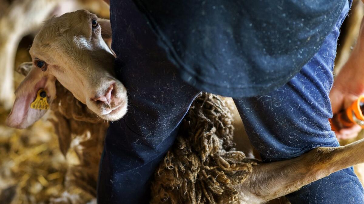 A Uruguayan sheep shearer works at a cattle farm in Villabraz in the province of Leon in northern Spain on May 15, 2020. Some 258 Uruguayan shearers arrived in Spain on a plane from Montevideo this week to participate in a campaign in different parts of Spain. They underwent check-ups for the novel coronavirus before leaving Uruguay and before starting work in Spain where they will stay until July 20. CESAR MANSO / AFP