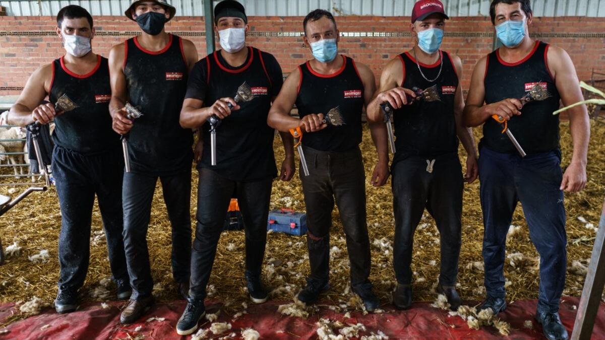 Uruguayan sheep shearers pose with their blades at a cattle farm in Villabraz in the province of Leon in northern Spain on May 15, 2020. Some 258 Uruguayan shearers arrived in Spain on a plane from Montevideo this week to participate in a campaign in different parts of Spain. They underwent check-ups for the novel coronavirus before leaving Uruguay and before starting work in Spain where they will stay until July 20. CESAR MANSO / AFP