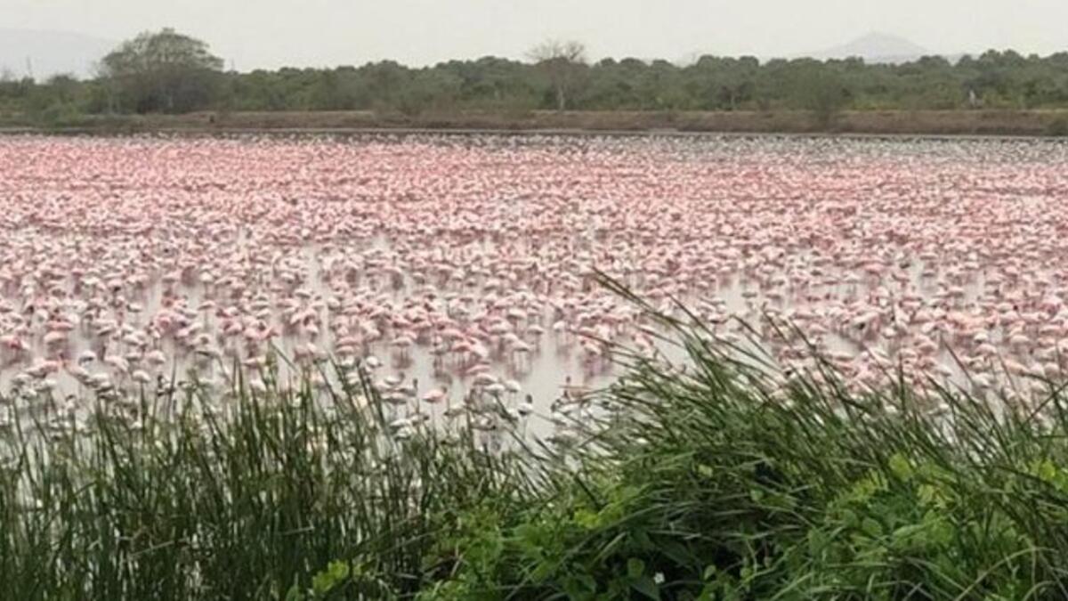 Flocks of flamingos in a pond in Navi Mumbai (Twitter)