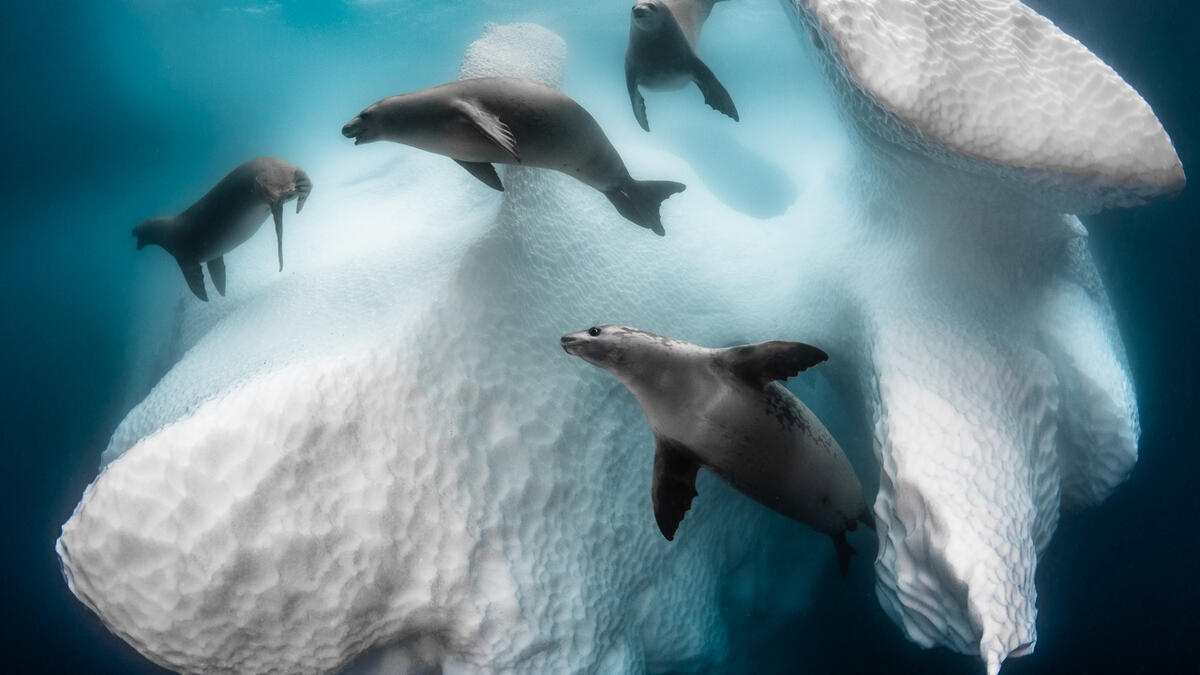 الحياة المائية: (البيت المتجمد المُتنقل) للمصوّر الفرنسي "جريج ليكويري" والتي التقطها في شبه الجزيرة القطبية الجنوبية.