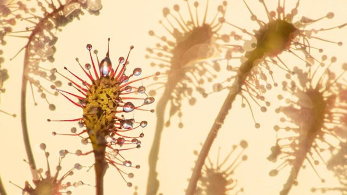 المناظر الطبيعية والمناظر المائية  والنباتات: (سنديو) للمصّور الهولندي "إدوين جيسبرس"، التقطها في محمية Hatertse Vennen الطبيعية في هولندا.