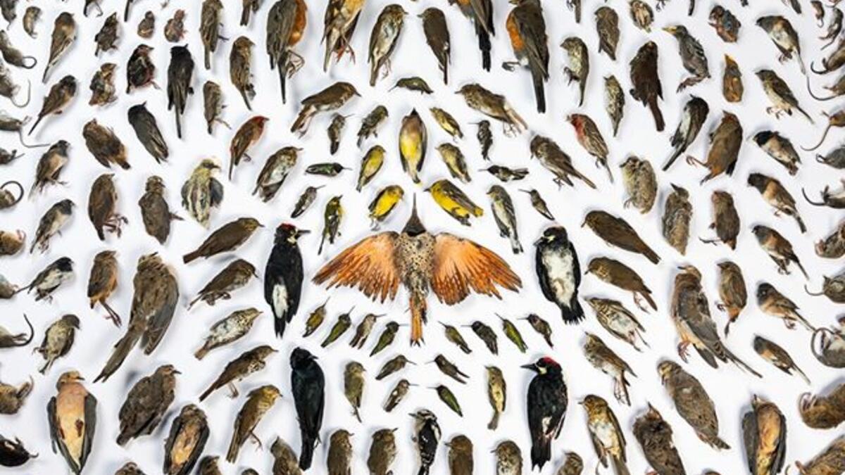 البشرية/الطبيعة: (تم اصطيادها بواسطة قطة) للمصوّر الأمريكي "جاك وندرلي"، والتي التقطها في مستشفى WildCare Wildlife، سان رافائيل في الولايات المتحدة.