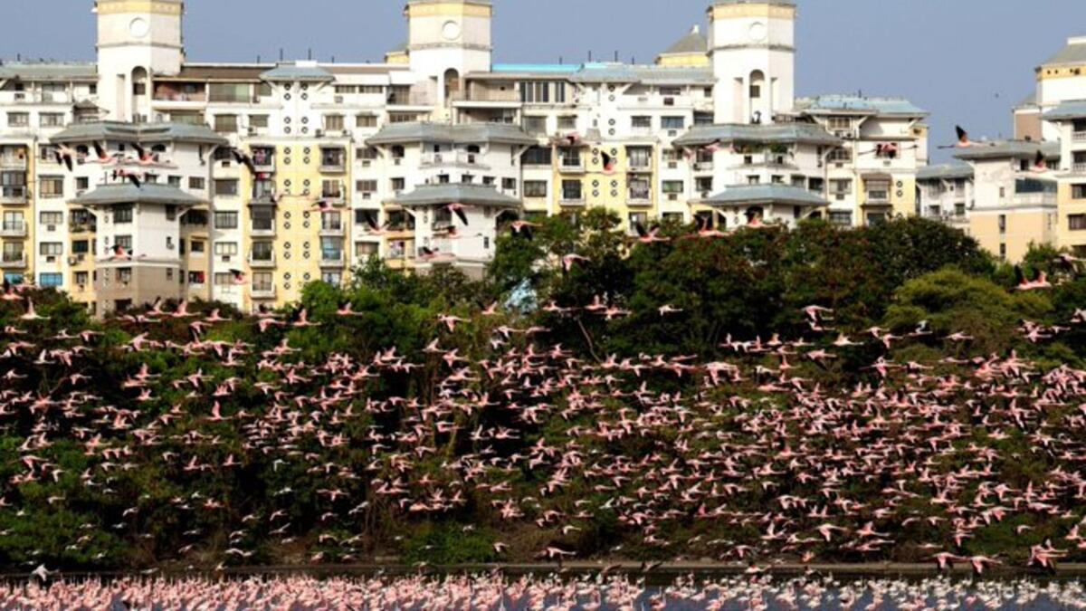Flocks of flamingos in a pond in Navi Mumbai (Twitter)