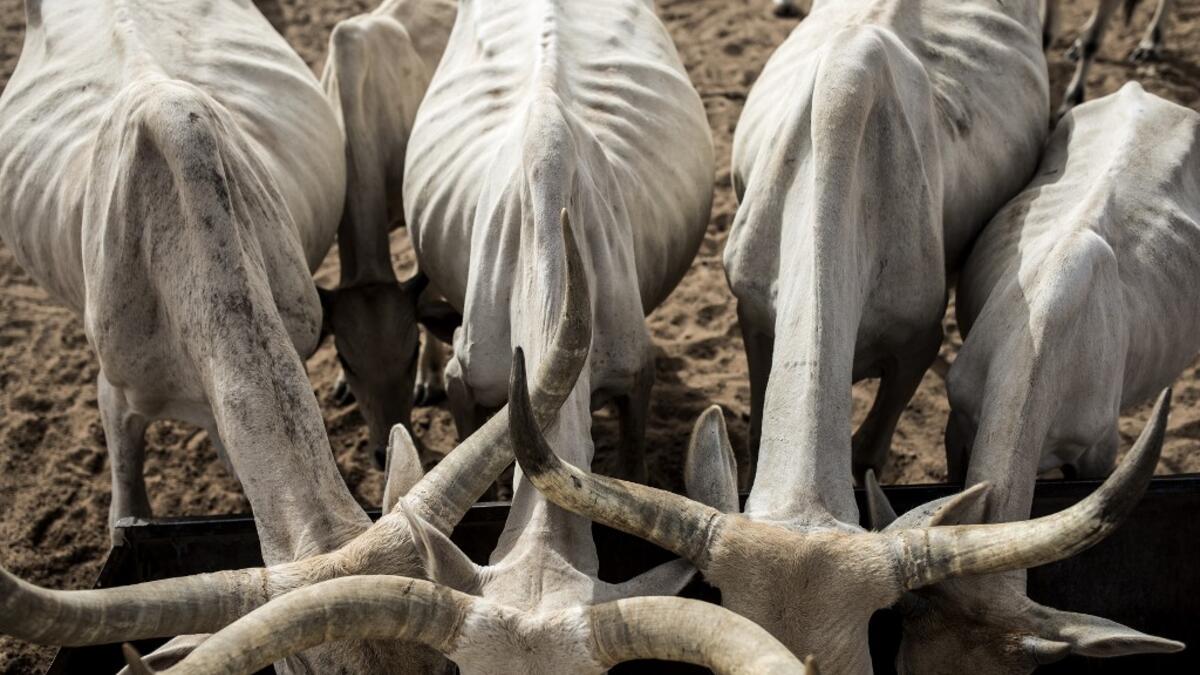 Cattle drink from a well in the village of Mbetiou Peulh on May 29, 2020. Pastoral families have been stuck around this village since the COVID-19 coronavirus restrictions were put in place in March 2020. The herders are having to take their live stock further and further away to find grass to eat and are struggling to buy supplies to move South to better pastoral lands after the price of live stock halved. JOHN WESSELS / AFP
