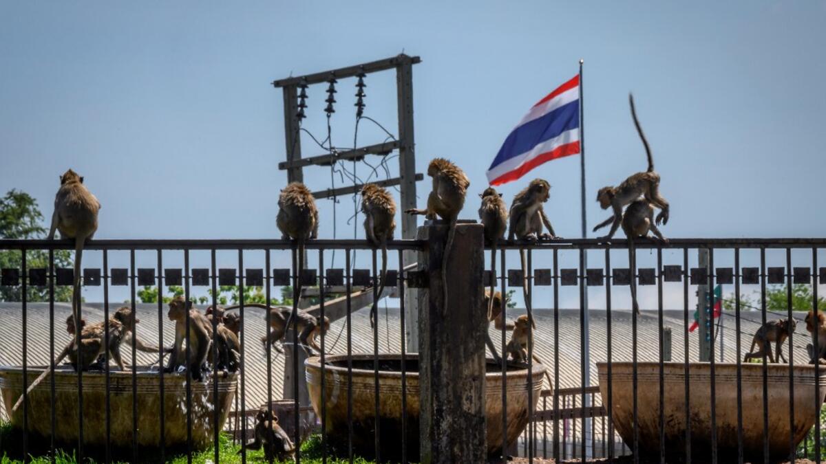 A Thailand flag is seen in the background as longtail macaques take a bath to cool down from the heat in the town of Lopburi, some 155km north of Bangkok, on June 21, 2020. Lopburi's monkey population, which is the town's main tourist attraction, doubled to 6,000 in the last three years, forcing authorities to start a sterilisation campaign. Mladen ANTONOV / AFP
