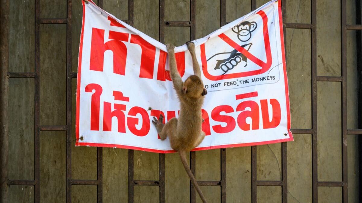 A longtail macaque tears down a poster reading "Don't feed the monkeys" in the town of Lopburi, some 155km north of Bangkok, on June 21, 2020. Lopburi's monkey population, which is the town's main tourist attraction, doubled to 6,000 in the last three years, forcing authorities to start a sterilisation campaign. Mladen ANTONOV / AFP