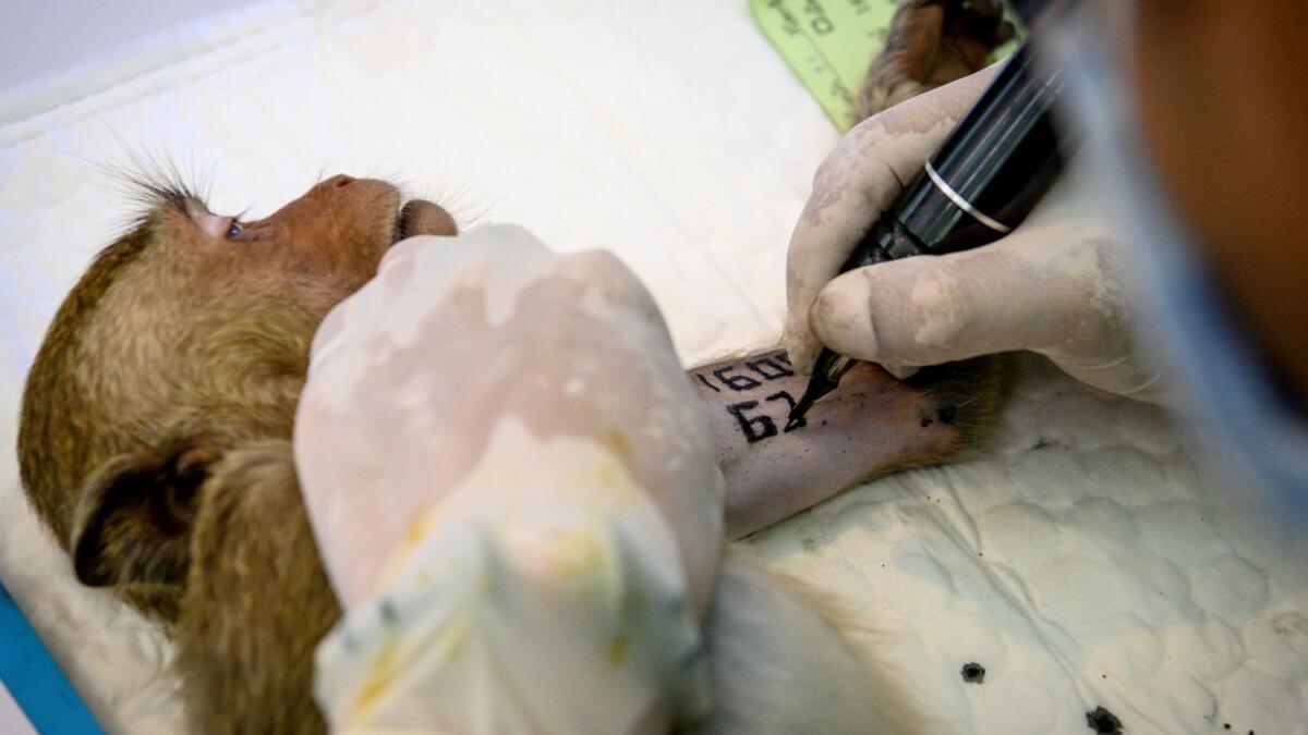 A park ranger tattoos a longtail macaques before its sterilisation in the town of Lopburi, some 155km north of Bangkok, on June 21, 2020. Lopburi's monkey population, which is the town's main tourist attraction, doubled to 6,000 in the last three years, forcing authorities to start a sterilisation campaign. Mladen ANTONOV / AFP