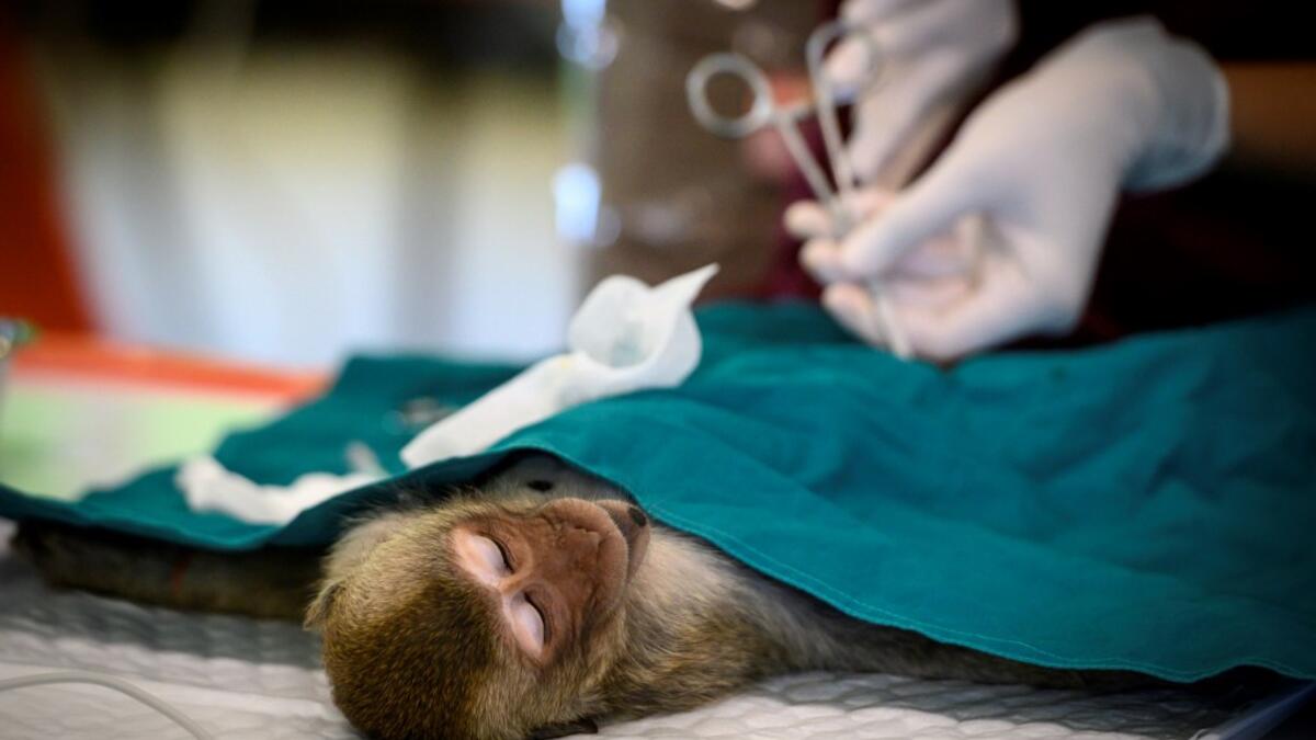 A veterinarian performs a sterilisation on a longtail macaque in the town of Lopburi, some 155km north of Bangkok, on June 21, 2020. Lopburi's monkey population, which is the town's main tourist attraction, doubled to 6,000 in the last three years, forcing authorities to start a sterilisation campaign. Mladen ANTONOV / AFP