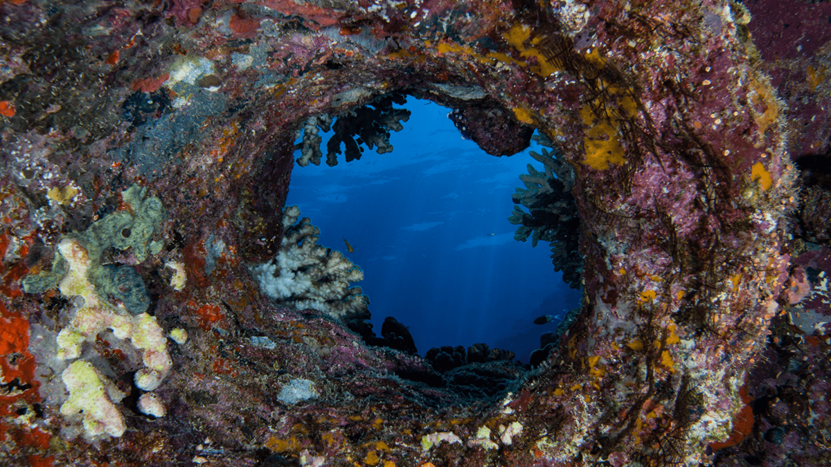 استكشف ضباء: لؤلؤة البحر الأحمر، تقع جنوب وادي الديسة، ومنها تنطلق الرحلات البحرية عبر العبارات إلى مصر والأردن بشكل منتظم، وتعتبر جزيرة النعمان وجهة رائعة للاستمتاع بالرمال الذهبية الناعمة وأجواء الشواطئ الساحرة، وقبلة لعشاق الغوص للاستمتاع بألوان وتشكيلات الشعب المرجانية.
