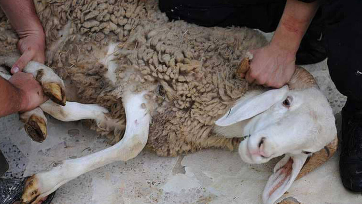 الأضاحي: أطلق عضو مجلس الأمة الجزائري مبادرة تدعو إلى توجيه أموال الأضحية كصدقات للفقراء المتضررين من وباء كورونا.