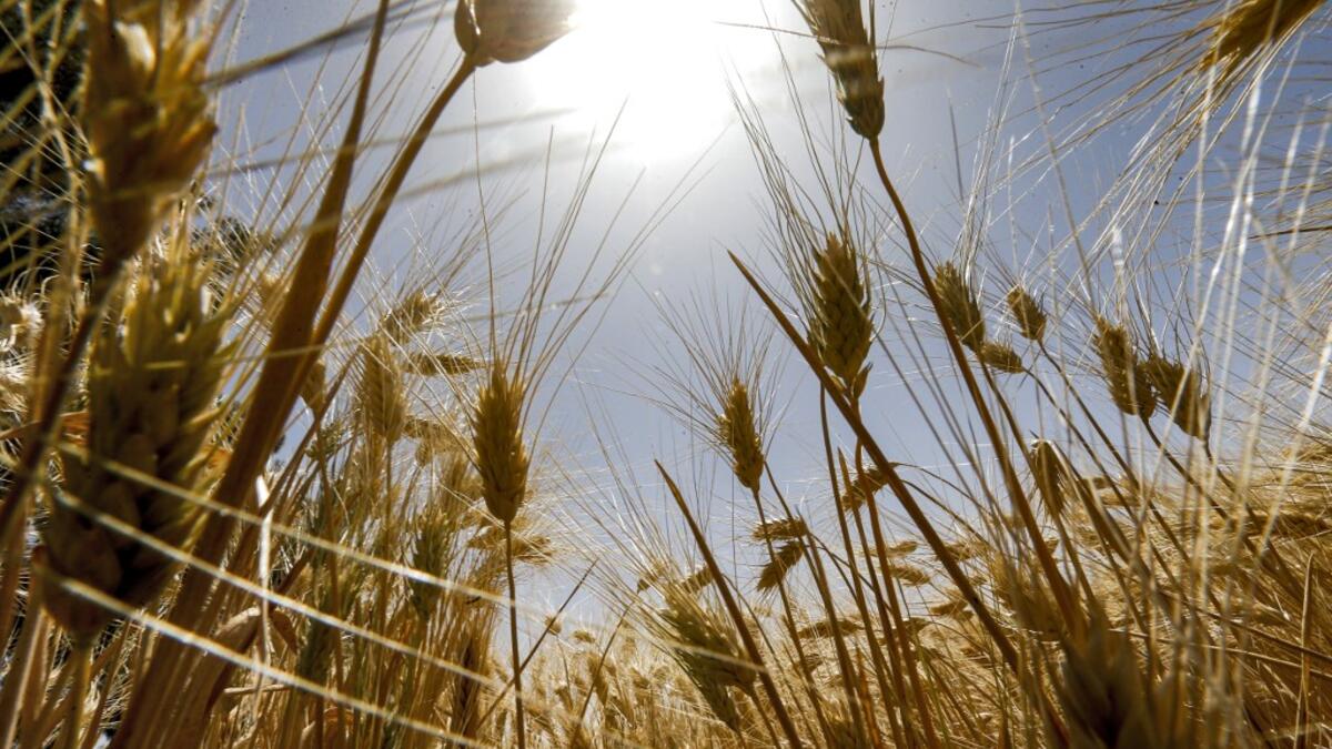This picture taken on June 18, 2020 shows wheat stems growing in a field during the harvest season in the countryside of al-Kaswa, south of Syria's capital Damascus. Heavy rain and reduced violence provided a relief to Syrian farmers with a good harvest this year, as a tanking economy leaves millions hungry across his war-torn country. Prior to the outbreak of the conflict in 2011, Syria produced more than 4.1 million tonnes of wheat, enough to feed its entire population. But production plunged to record lo
