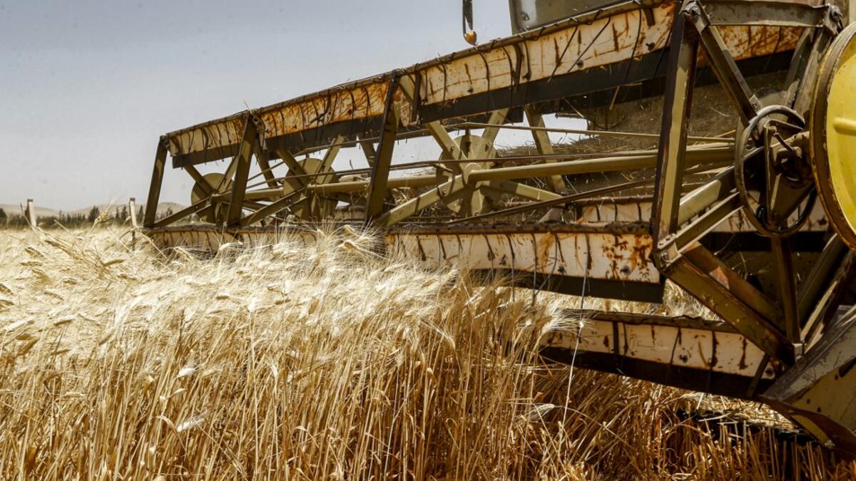 A combine harvests wheat in a field in the countryside of al-Kaswa, south of Syria's capital Damascus, on June 18, 2020. Heavy rain and reduced violence provided a relief to Syrian farmers with a good harvest this year, as a tanking economy leaves millions hungry across his war-torn country. Prior to the outbreak of the conflict in 2011, Syria produced more than 4.1 million tonnes of wheat, enough to feed its entire population. But production plunged to record lows during the war, boosting reliance on impor