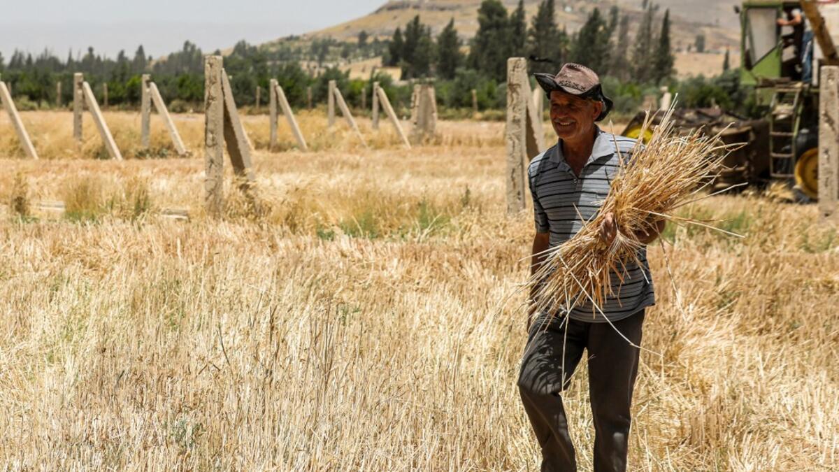 A farmer walks with wheat stems in his hand in a field during the harvest season in the countryside of al-Kaswa, south of Syria's capital Damascus on June 18, 2020. Heavy rain and reduced violence provided a relief to Syrian farmers with a good harvest this year, as a tanking economy leaves millions hungry across his war-torn country. Prior to the outbreak of the conflict in 2011, Syria produced more than 4.1 million tonnes of wheat, enough to feed its entire population. But production plunged to record low