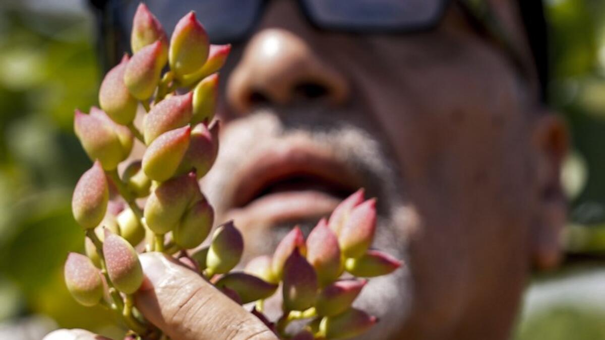 Maan, famed for its pistachio production, was controlled for years by jihadists and their rebel allies but it fell to the government at the start of the year following a months-long offensive. And as violence subsided, many formerly displaced farmers have returned, hoping this season will mark the revival of what was once a leading industry. LOUAI BESHARA / AFP