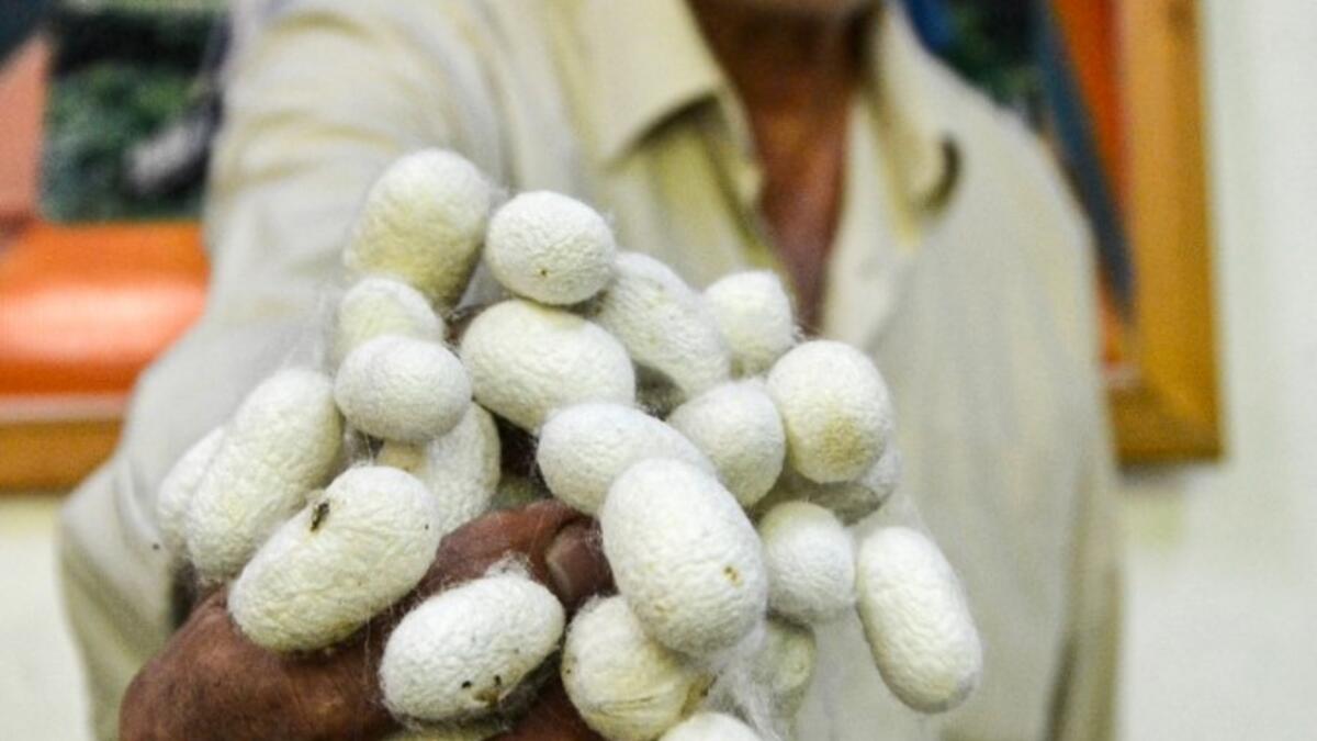 They would raise silk worms in the spring, watching them munch on mulberry tree leaves and slowly build their thick cocoons, before spinning the thread and weaving those coils into fine cloth. MAHER AL MOUNES / AFP