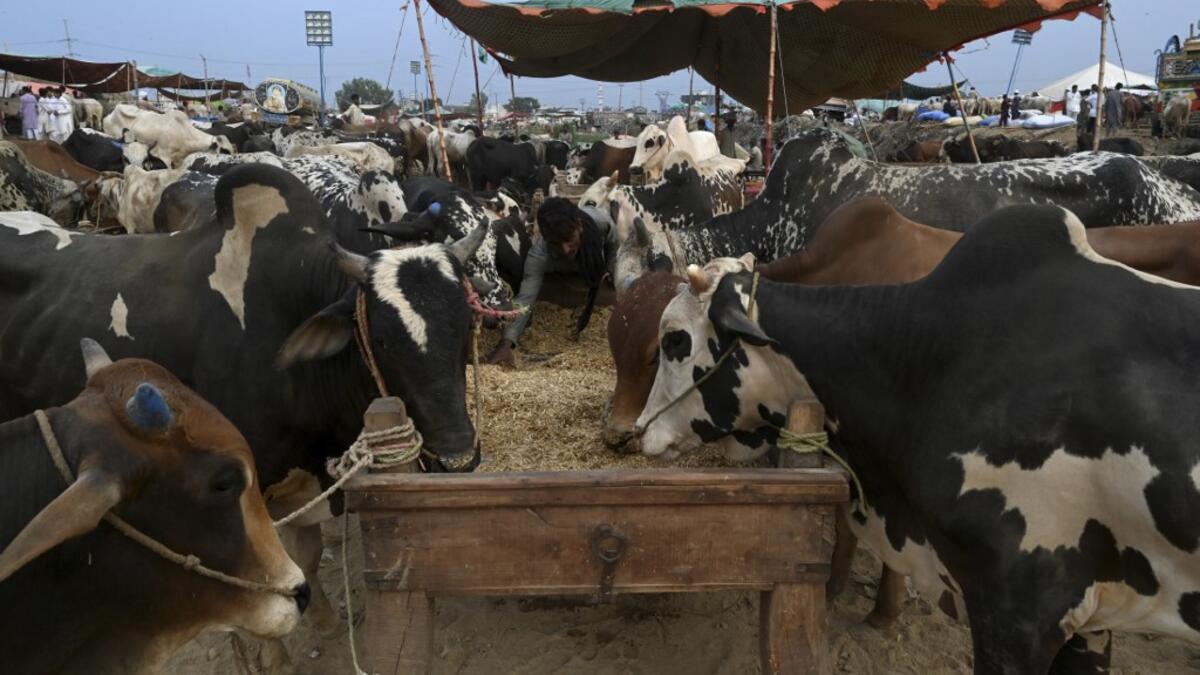 A trader feeds the cows at a cattle market set up for the upcoming Muslim festival Eid al-Adha also called "Festival of the Sacrifice", in Rawalpindi on July 20, 2020. Aamir QURESHI / AFP
