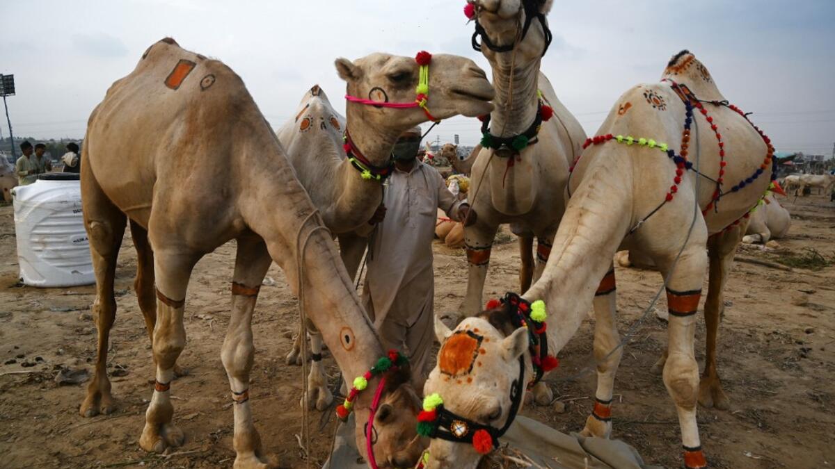 A trader feeds camels at a cattle market set up for the upcoming Muslim festival Eid al-Adha also called "Festival of the Sacrifice", in Rawalpindi on July 20, 2020. Aamir QURESHI / AFP