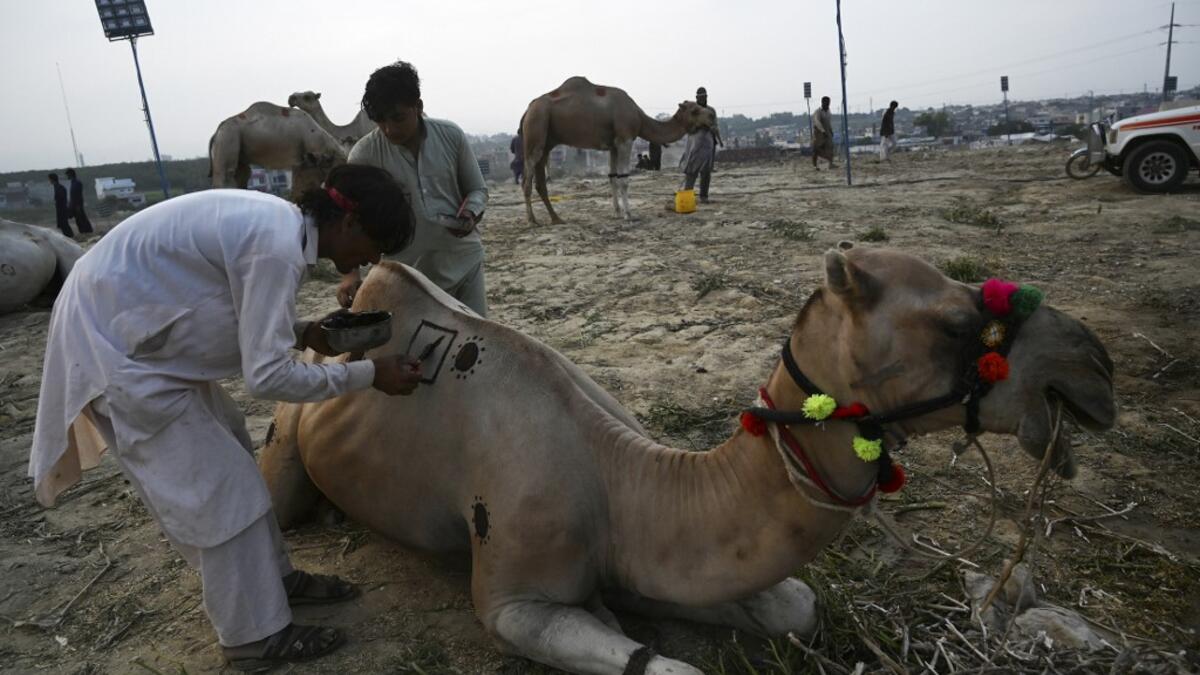 Traders decorate a camel with Henna at a cattle market set up for the upcoming Muslim festival Eid al-Adha also called "Festival of the Sacrifice", in Rawalpindi on July 20, 2020. Aamir QURESHI / AFP